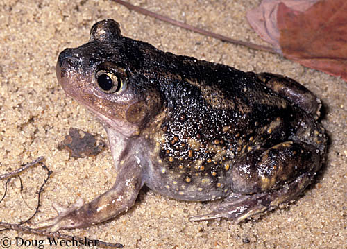 Eastern Spadefoot Toad.jpg - 97358 Bytes